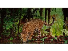 Jaguar_ROW2254613024.jpg