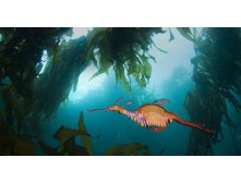 WeedySeaDragon_ROW165190346.jpg