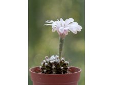 2011.07.12 Gymnocalycium friedrichii