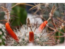 2011.09.27 Mammillaria boolii