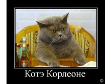 1269722314_1260457971_520702_kote-korleone.jpg