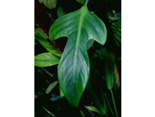 2977946.philodendron_paduriforme1_1.gif