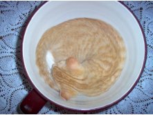 Суп с котом