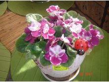 Optimara Milenia (Holtkamp)