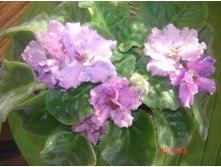 Chiffon Print (Fredette)