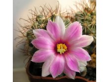 Mammillaria schumannii 04.08.2010