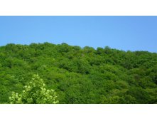 Сочные краски лета