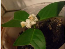 Мой кроха лимон в цвету