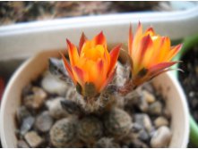 Rebutia pygmaea 