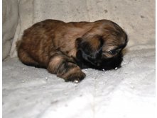 DSC_0107.jpg