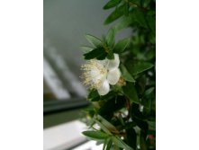 цветок мирта