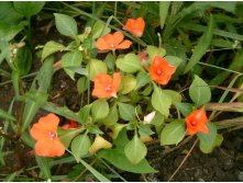 оранжевый бальзамин