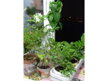 групповая фота: мурайя, кофе, гранат, лимон и другие