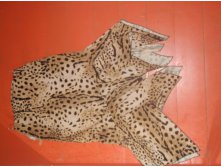 leopard.JPG
