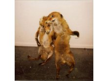 Bad_taxidermy_3.jpg