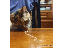 1320956370_cat_eats_pasta[1].gif