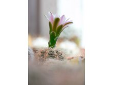 2012.04.15 Gymnocalycium bruchii