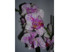 Phalaenopsis 'Pink Irbis' Peloric - 39