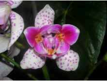 Phalaenopsis 'Pink Irbis' Peloric