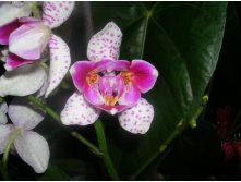 Phalaenopsis 'Pink Irbis' Peloric