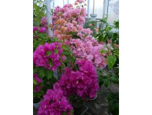 Vera Deep Purple Х Bois De Roses
