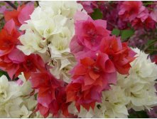 Limberlost beauty  Double Red