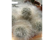 Mammillaria bocasana