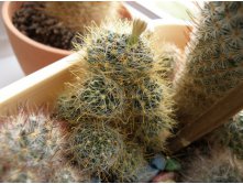 Mammillaria wildii