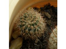 Echinopsis hybr