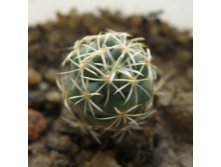 Coryphantha sulcolanata