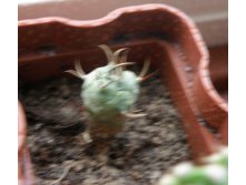 Turbinicarpus polaskii