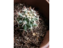 Mammillaria bocensis (Mammillaria neoschwarzeana)