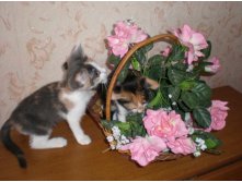 01.09.2010 14:39:02