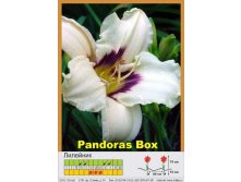Pandora's_Box 60.jpg
