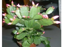 рипсалидопсис