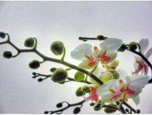 184 x 127 cm (1 parts) art. 1-608 ORCHIDEE 