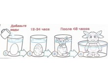ZL08-680 Домашний инкубатор Лунтик 2.jpg
