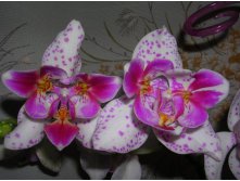 Phalaenopsis 'Pink Irbis' Peloric