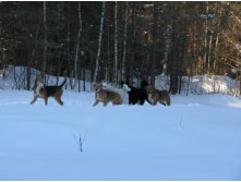 Собаки сами по себе. От цивилизации больше 10 км.