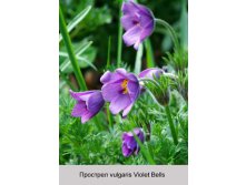 vulgaris_Violet_Bells 48.jpg