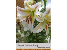 Garden_Party 28.jpg