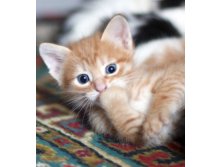 котик Рыжик