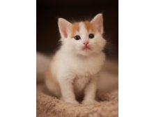 котик