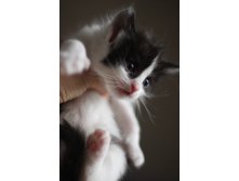 кошечка