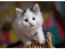котик,большой любитель курятины