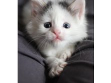 котик Куроед :)
