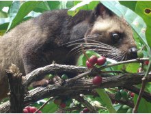   kopi-luwak.jpg