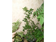 мурочка красная