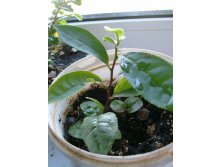 камелия китайская-чайный куст