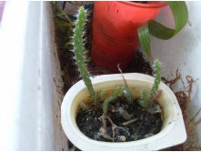 опунция из семян